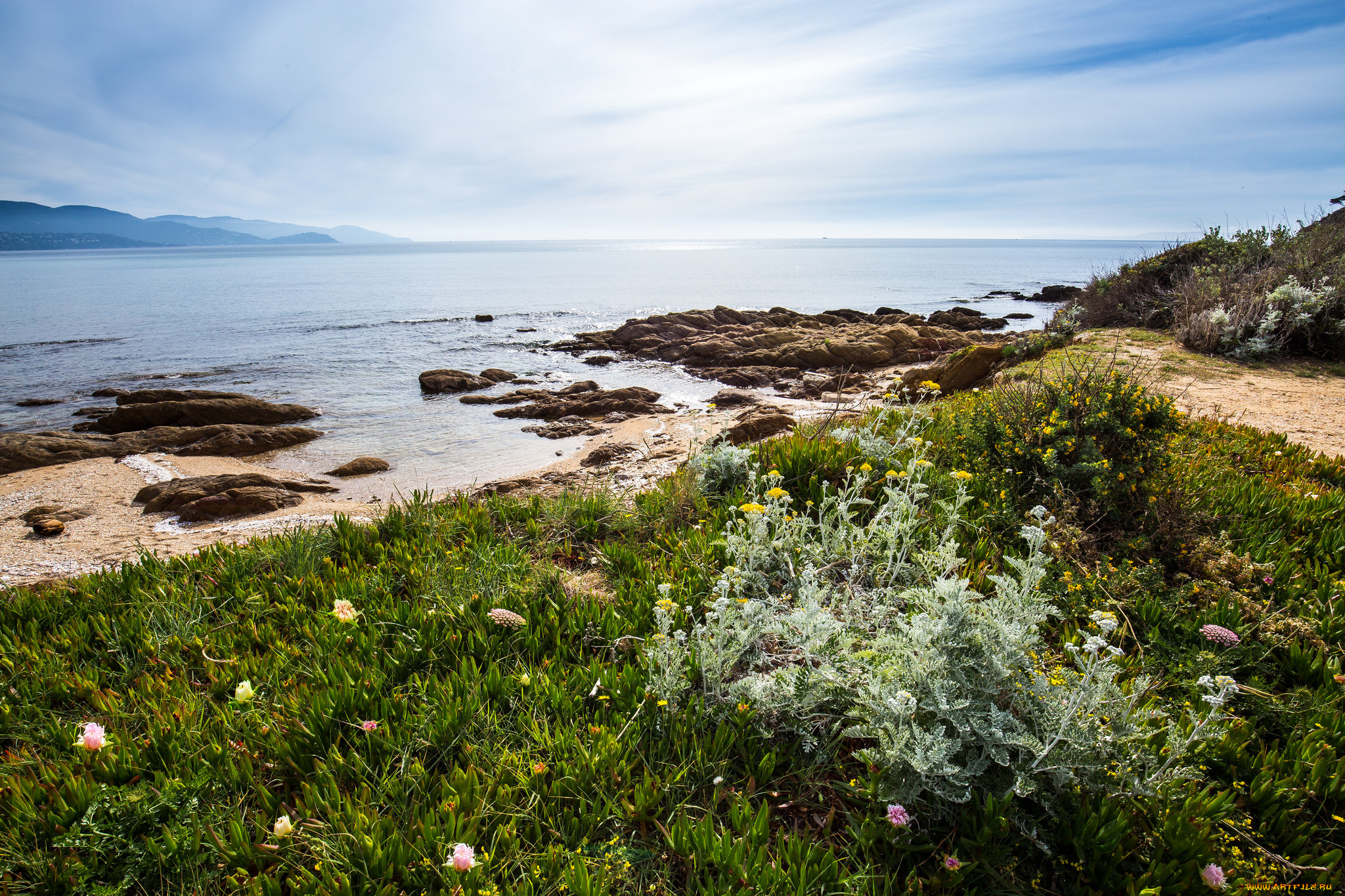 Coast shore. Scalloping the nature Coast.